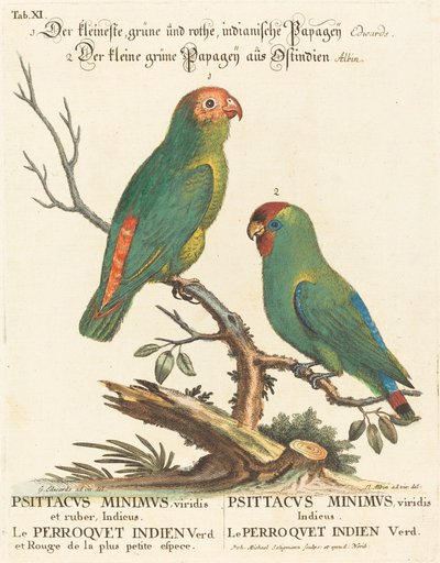 Loro (Le Perroquet Indien. Psittacus Minimus) de Johann Michael Seligmann after George Edwards