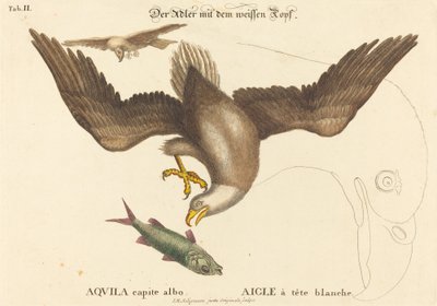 El Águila Calva (Falco leucocephalus) de Johann Michael Seligmann after Mark Catesby