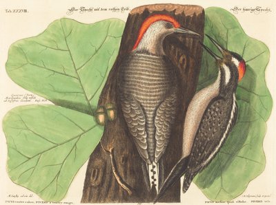 El Pájaro Carpintero de Vientre Rojo (Picus Carolinus) de Johann Michael Seligmann after Mark Catesby