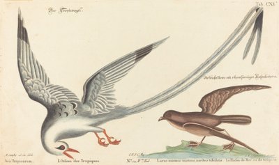 El pájaro tropical (Phaeton aethereus) de Johann Michael Seligmann after Mark Catesby