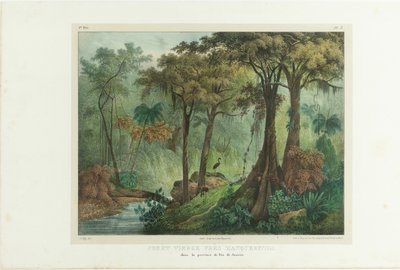 Bosque Virgen Cerca de Manqueritipa. De Viaje Pintoresco en Brasil de Johann Moritz Rugendas