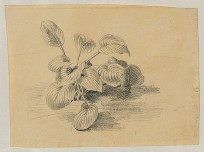 estudio de una planta de follaje de Johann Peter Krafft
