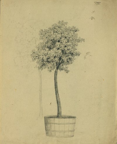Estudio de un arbolito en una maceta de Johann Peter Krafft