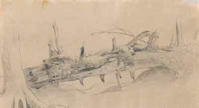 Sistema de raíces, árbol caído de Johann Peter Krafft