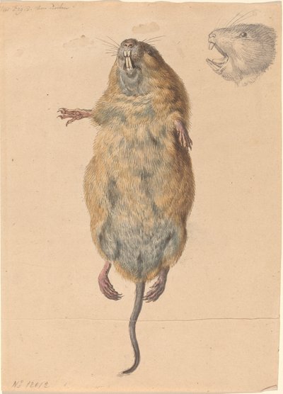 Un ratón de campo, desde abajo de Johann Rudolph Schellenberg