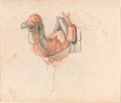 Camello de Johann Rudolph Schellenberg