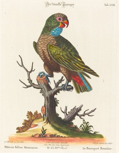 Loro (Le Perroquet Brunatre. Pfittacus Fulcus Mexicanus) de Johann Sebastian Leitner after George Edwards