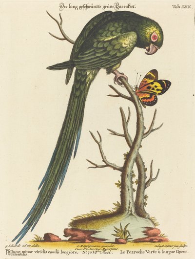 Psittacus minor viridis cauda longiore Occidentalis de Johann Sebastian Leitner after George Edwards