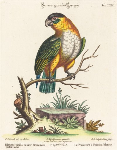 Psittacus viridis minor Mexicanus de Johann Sebastian Leitner after George Edwards