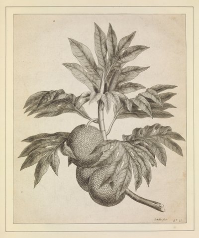 Una rama del árbol frutal del pan de Johann Sebastien Muller