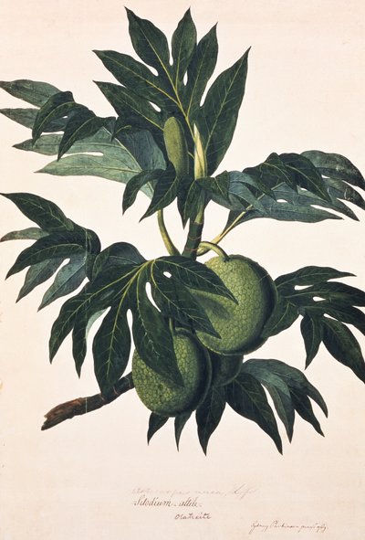 Una rama del árbol del pan con fruta, c.1773 (grabado) de Johann Sebastien Muller