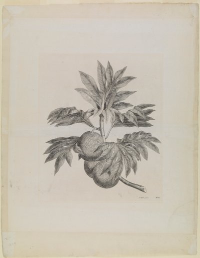 Una rama del árbol del pan con el fruto de Johann Sebastien Muller
