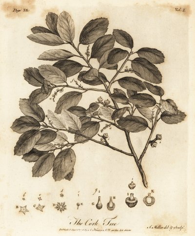 Alcornoque, Quercus suber. de Johann Sebastien Muller