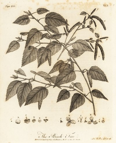 Abedul pubescente, Betula pubescens. de Johann Sebastien Muller
