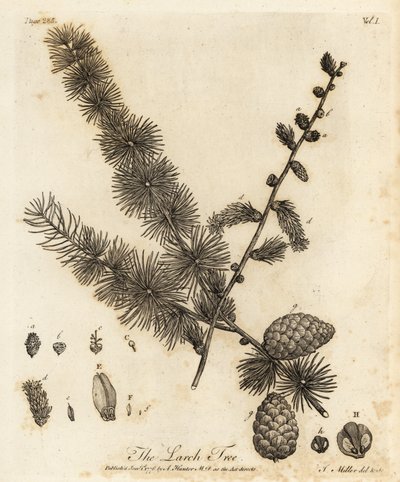 Alerce europeo, Larix decidua. de Johann Sebastien Muller