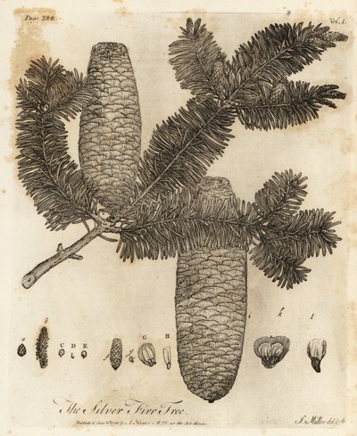 Abeto europeo, Abies alba. de Johann Sebastien Muller