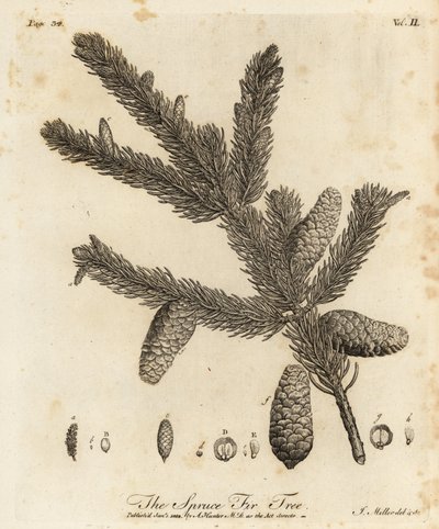 Pícea o abeto europeo, Picea abies de Johann Sebastien Muller