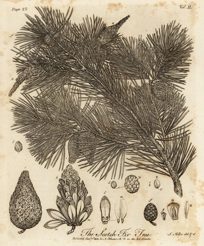 Pino silvestre, Pinus sylvestris. de Johann Sebastien Muller
