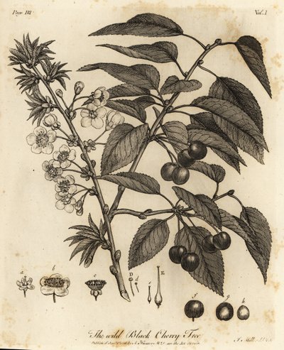 Cereza ácida, cereza ácida o cereza enana, Prunus cerasus. de Johann Sebastien Muller