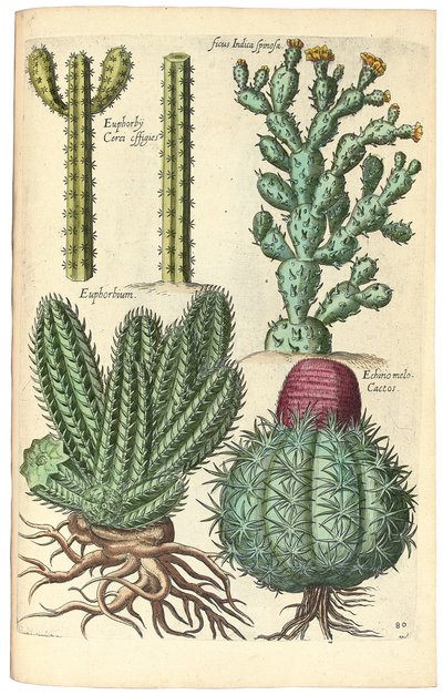 Cactus, 1641 de Johann Theodor de Bry
