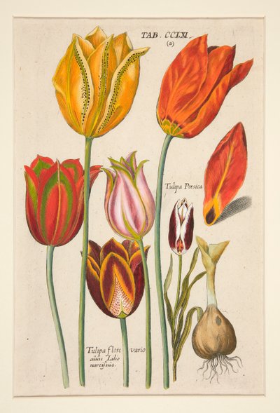 Un nuevo Florilegio, este es el Varios y Mayores Rayos de Flores y Plantas (Placa de Flores); (Tulipanes); de un juego de 81 platos de Johann Theodor de Bry