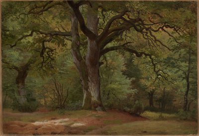 Bosque de robles en el Solling de Johann Wilhelm Schirmer