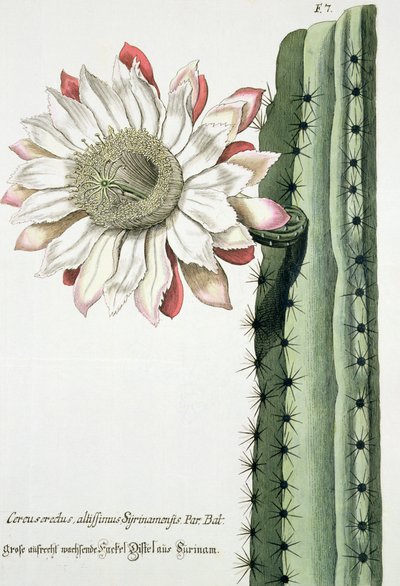 Cereus Erectus Altissimus Syrinamensis de Phythanthoza Iconographica publicada en Alemania, 1737-45 de Johann Wilhelm Weinman