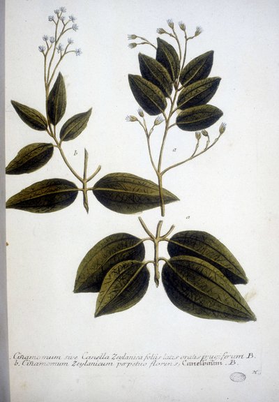 Cinnamomum Zeylanicum (Canela de Ceilán) - Grabado del Herbario por J.W. Weinmann en 1737. de Johann Wilhelm Weinman
