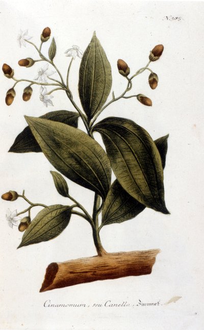 Canela - en Herbier por J. W. Weinmann de Johann Wilhelm Weinman