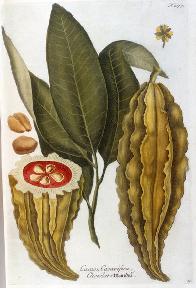 Cacao - en Herbier por J. W. Weinmann de Johann Wilhelm Weinman
