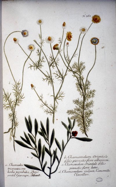 Varias especies de Chamaemelum (manzanilla) - en “Herbario” de J.W. Weinmann en 1737 de Johann Wilhelm Weinman