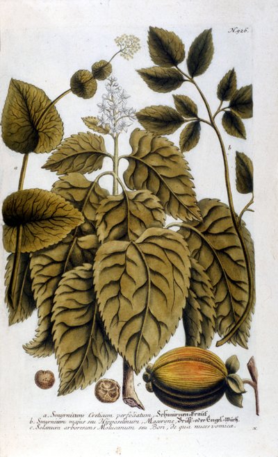 Smyrnium Cretium perfoliatum - Macerón de Creta o Macerón perfoliado. Placa tomada del herbario de J. W. Weinmann de Johann Wilhelm Weinman