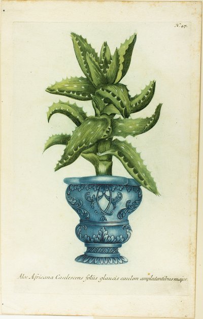 Áloe africano, lámina 47 de Phtanthoza Iconographia de Johann Wilhelm Weinmann