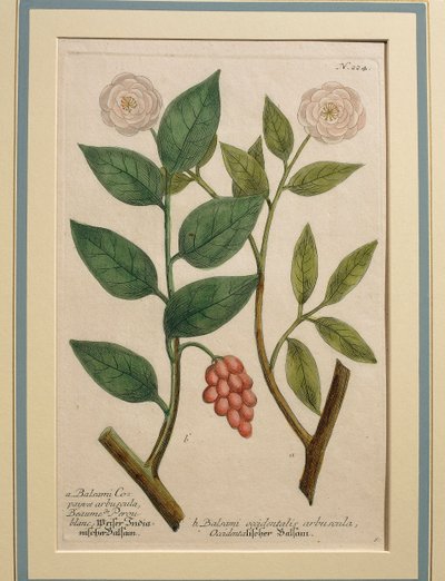 Balsami occidentalis arbuscula, grabado en color de Johann Wilhelm Weinmann