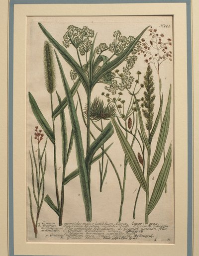 Hierba Bermuda (Cynodon dactylon), grabado en color de Johann Wilhelm Weinmann