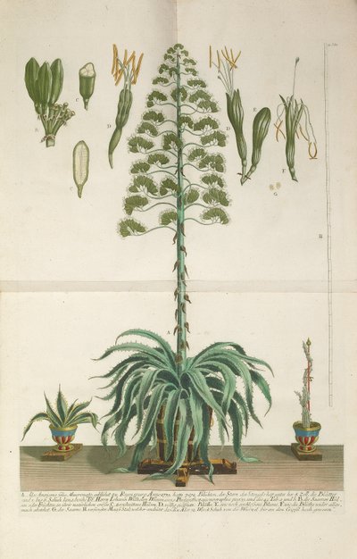 Placa grabada y mezzotinta de Aloe Americana folio Mucronato, c. 1735-1737 de Johann Wilhelm Weinmann