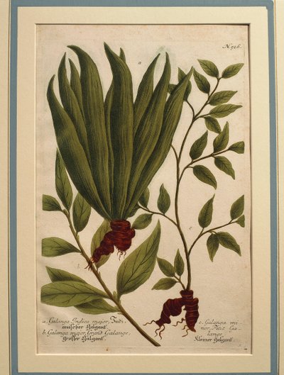 Galangal mayor (Alpinia galanga), Galanga Indica major y Galanga major, grabado en color de Johann Wilhelm Weinmann