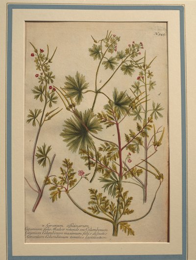 Hierba Robert (Geranium robertianum), grabado en color de Johann Wilhelm Weinmann