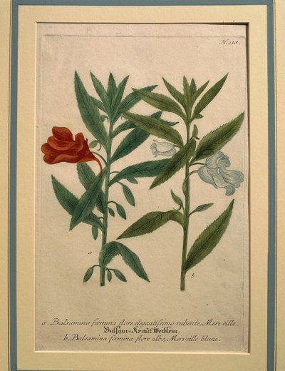 Impatiens, grabado en color de Johann Wilhelm Weinmann