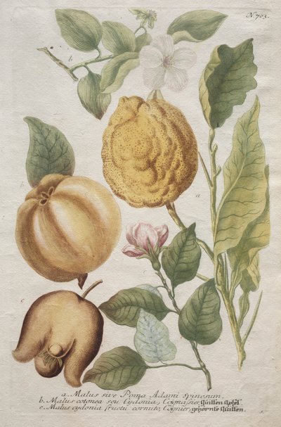 Phytanthoza iconographia: No. 703 de Johann Wilhelm Weinmann