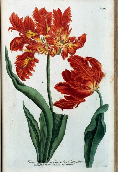 Tulipán rojo. Tablero botánico de Johann Wilhelm Weinmann