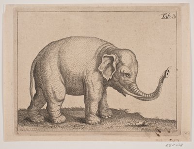 Un elefante de Johanna Fosie