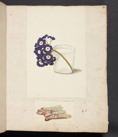 Estudio de flor en vaso con agua y espárragos blancos de Johanna Fosie