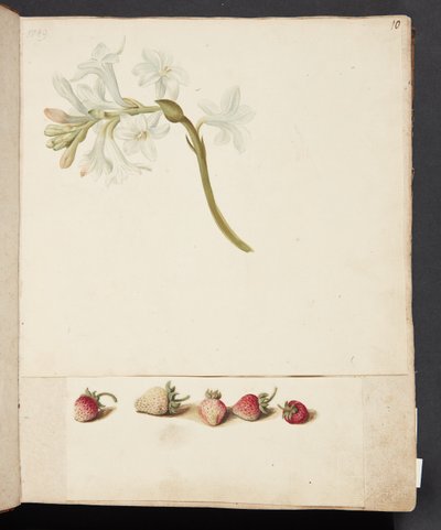 Estudio de flor y fresa de Johanna Fosie