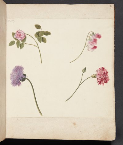 Estudio de flores de Johanna Fosie