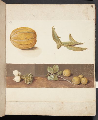 Estudio de frutas y verduras de Johanna Fosie