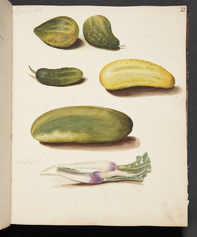 Estudio de verduras de Johanna Fosie