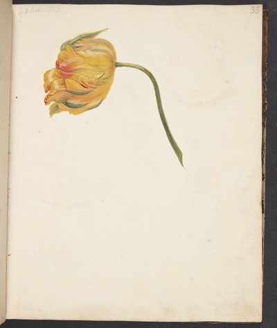 Estudio de tulipán amarillo de Johanna Fosie