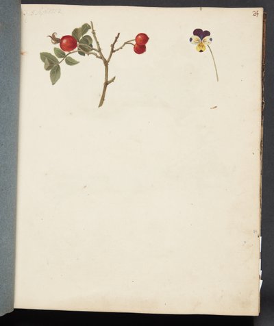 Estudio de rosa mosqueta y pensamiento de Johanna Fosie