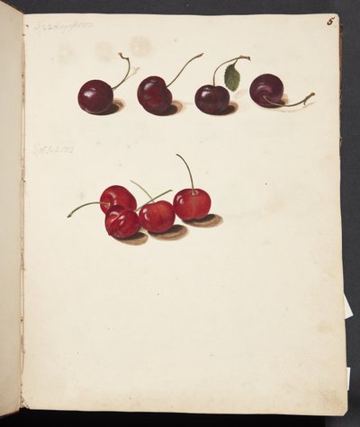 Estudio de cerezas de Johanna Fosie